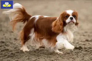 Lees meer over het artikel Cavalier King Charles Spaniël fokkers en pups in het Brussels Hoofdstedelijk Gewest
