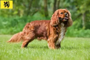 Lees meer over het artikel Cavalier King Charles Spaniël fokkers en pups in Vlaanderen