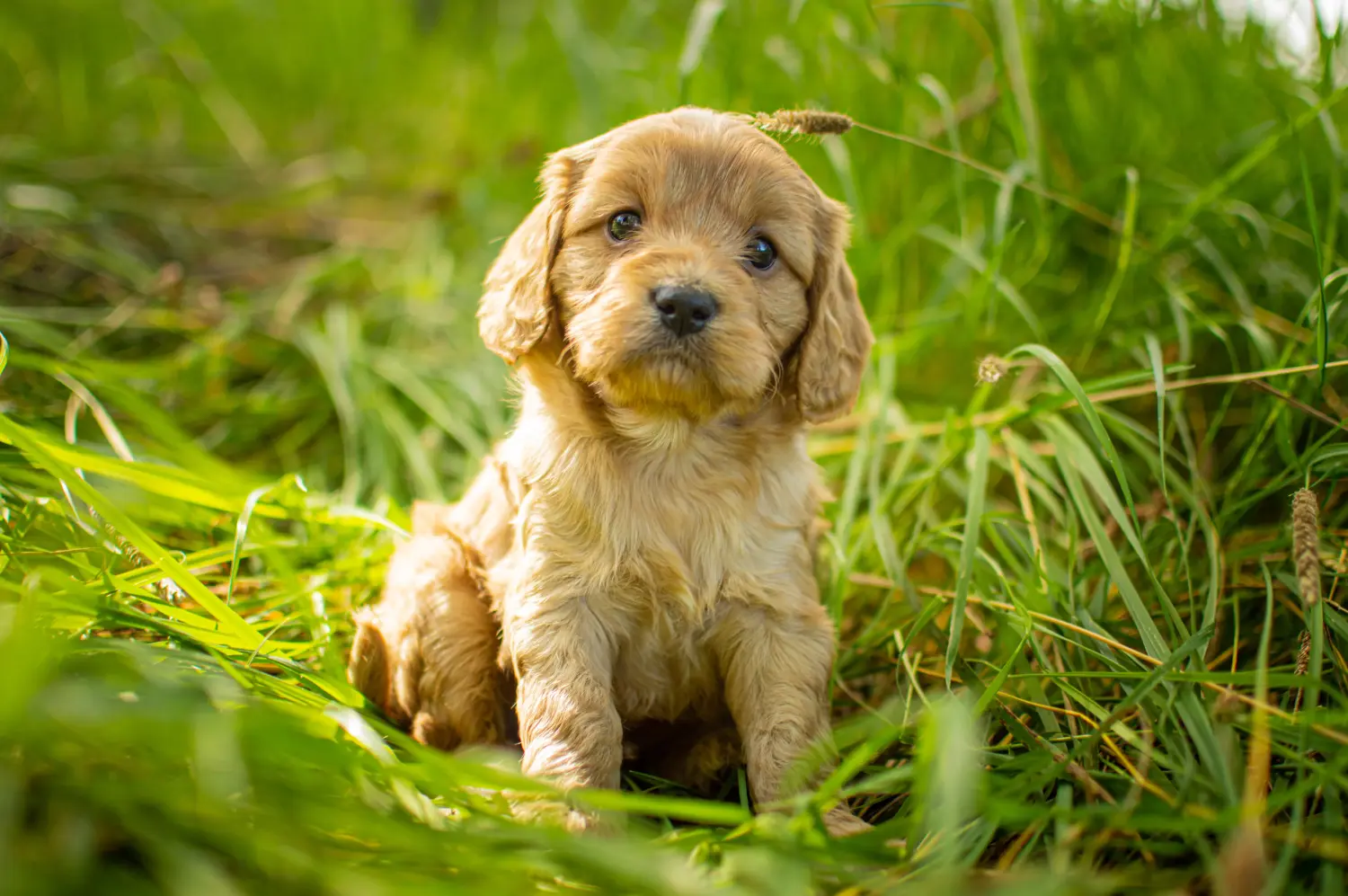 Een Cavoodle puppy kopen betekent verantwoordelijkheid nemen! Cavoodle puppy kopen.