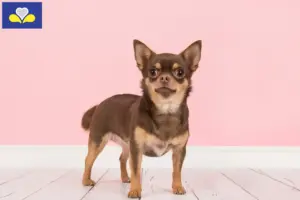 Lees meer over het artikel Chihuahua fokkers en puppies in het Brussels Hoofdstedelijk Gewest