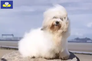 Lees meer over het artikel Coton de Tuléar fokkers en pups in het Brussels Hoofdstedelijk Gewest