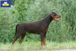 Lees meer over het artikel Dobermann fokkers en puppies in het Brussels Hoofdstedelijk Gewest