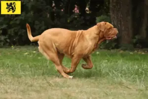 Lees meer over het artikel Dogue de Bordeaux fokkers en pups in Vlaanderen