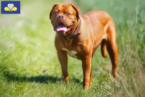 Lees meer over het artikel Dogue de Bordeaux fokkers en pups in het Brussels Hoofdstedelijk Gewest
