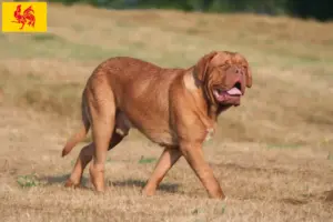 Lees meer over het artikel Dogue de Bordeaux fokkers en pups in Wallonië