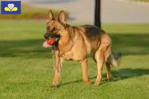 Lees meer over het artikel Duitse Herder fokkers en pups in het Brussels Hoofdstedelijk Gewest