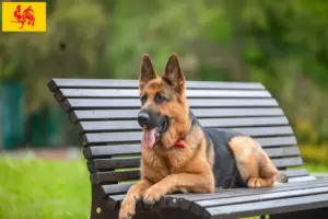 Lees meer over het artikel Duitse Herder fokkers en pups in Wallonië