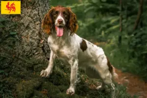 Lees meer over het artikel Engelse Springer Spaniël fokkers en pups in het Waalse Gewest