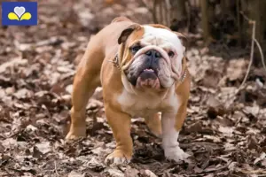 Lees meer over het artikel Engelse Bulldog fokkers en puppies in het Brussels Hoofdstedelijk Gewest