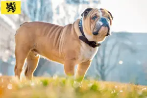 Lees meer over het artikel Engelse Bulldog fokkers en pups in Vlaanderen