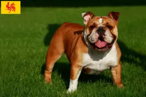 Lees meer over het artikel Engelse Bulldog fokkers en puppies in Wallonië