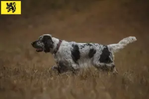 Lees meer over het artikel Engelse Springer Spaniël fokkers en pups in Vlaanderen