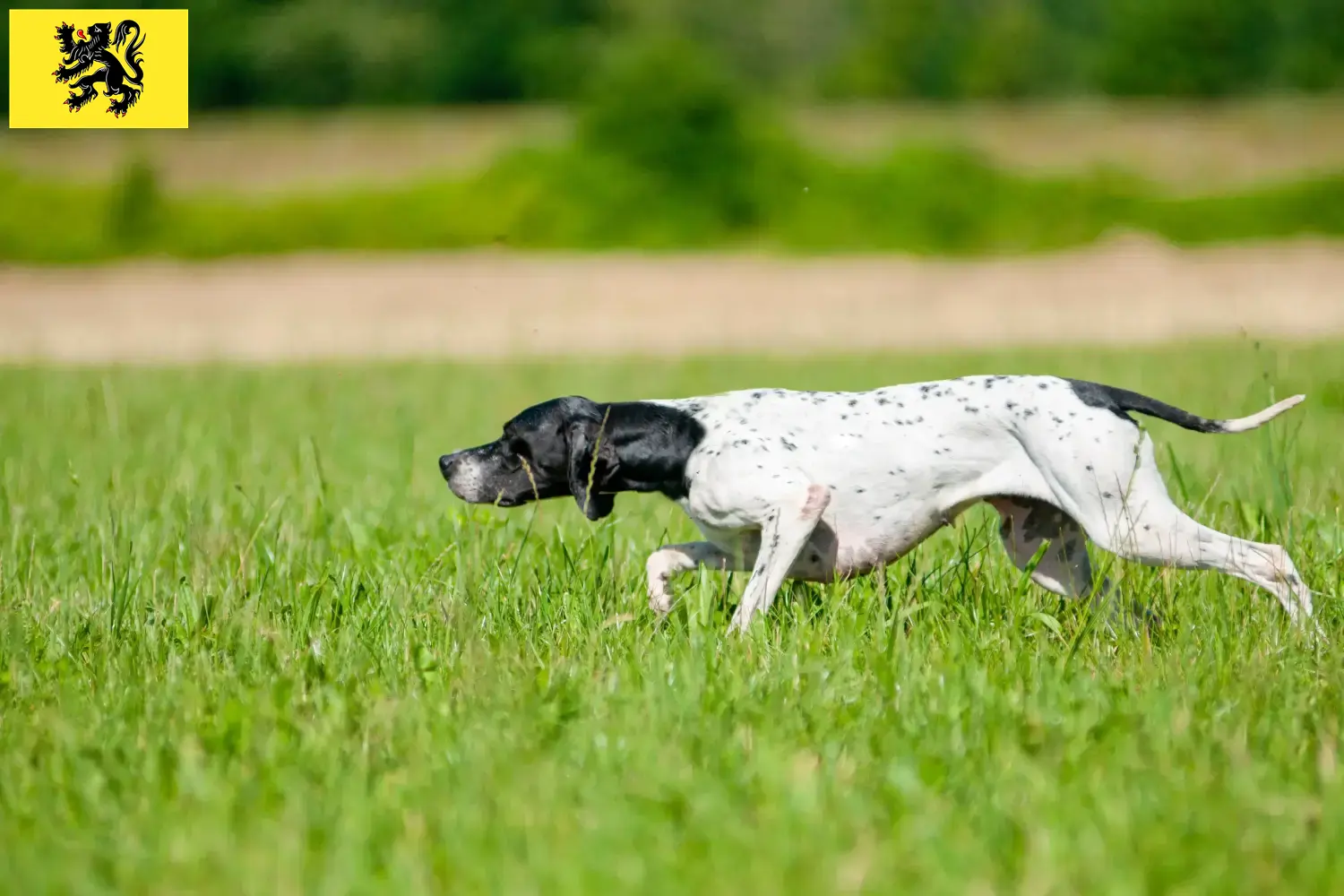Engelse Pointer puppy's en fokkers Vlaanderen Zoek Engelse Pointers fokkers in Vlaanderen.