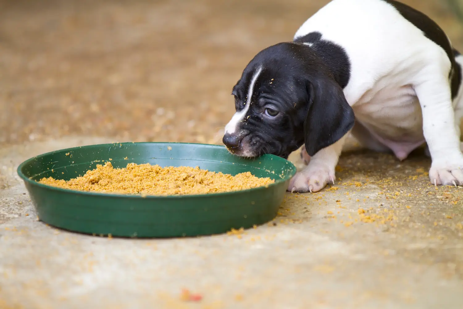 Een Engelse Pointer puppy kopen betekent verantwoordelijkheid nemen! Engelse Pointer puppy's kopen.