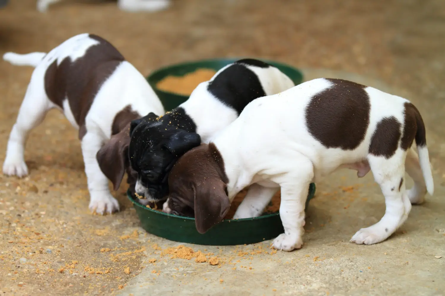 Een Engelse Pointer puppy kopen betekent verantwoordelijkheid nemen! Engelse Pointer puppy's kopen.