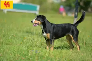 Lees meer over het artikel Entlebuch Sennenhondenfokkers en puppies in Wallonië
