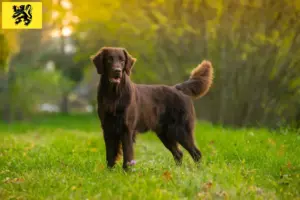 Lees meer over het artikel Flat Coated Retriever fokkers en pups in Vlaanderen