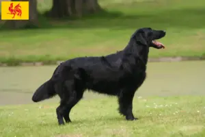 Lees meer over het artikel Flat Coated Retriever fokkers en pups in Wallonië