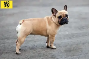 Lees meer over het artikel Franse Bulldog fokkers en puppies in Vlaanderen