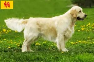 Lees meer over het artikel Golden Retriever fokkers en pups in Wallonië