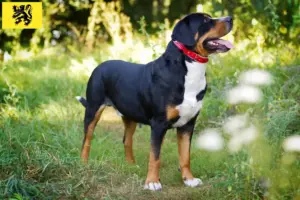 Lees meer over het artikel Grote Zwitserse Sennenhond fokker en pups in Vlaanderen