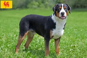 Lees meer over het artikel Fokker en puppies van de Grote Zwitserse Sennenhond in Wallonië