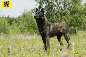 Lees meer over het artikel Hollandse Herdershond fokkers en pups in Vlaanderen