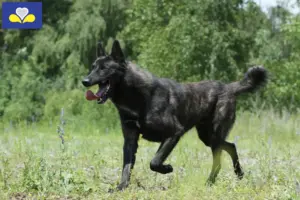 Lees meer over het artikel Hollandse Herdershond fokkers en pups in het Brussels Hoofdstedelijk Gewest