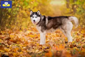 Lees meer over het artikel Husky fokkers en puppies in het Brussels Hoofdstedelijk Gewest