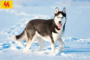 Lees meer over het artikel Husky fokkers en puppies in Wallonië