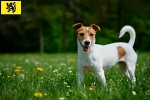 Lees meer over het artikel Jack Russell fokkers en pups in Vlaanderen