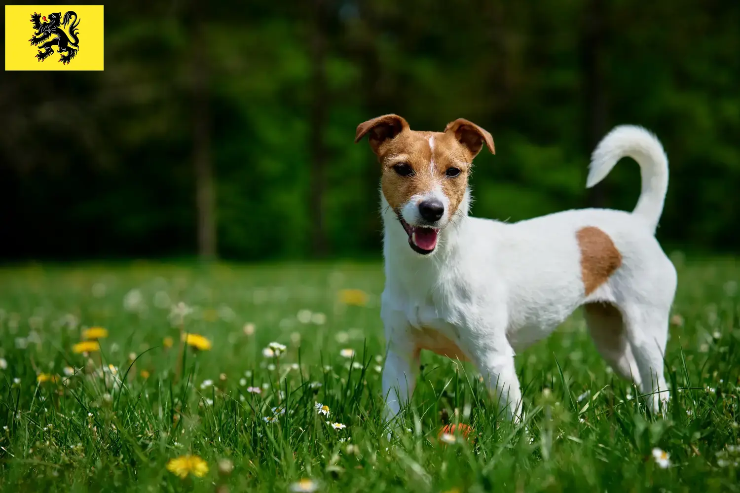 Lees meer over het artikel Jack Russell fokkers en pups in Vlaanderen