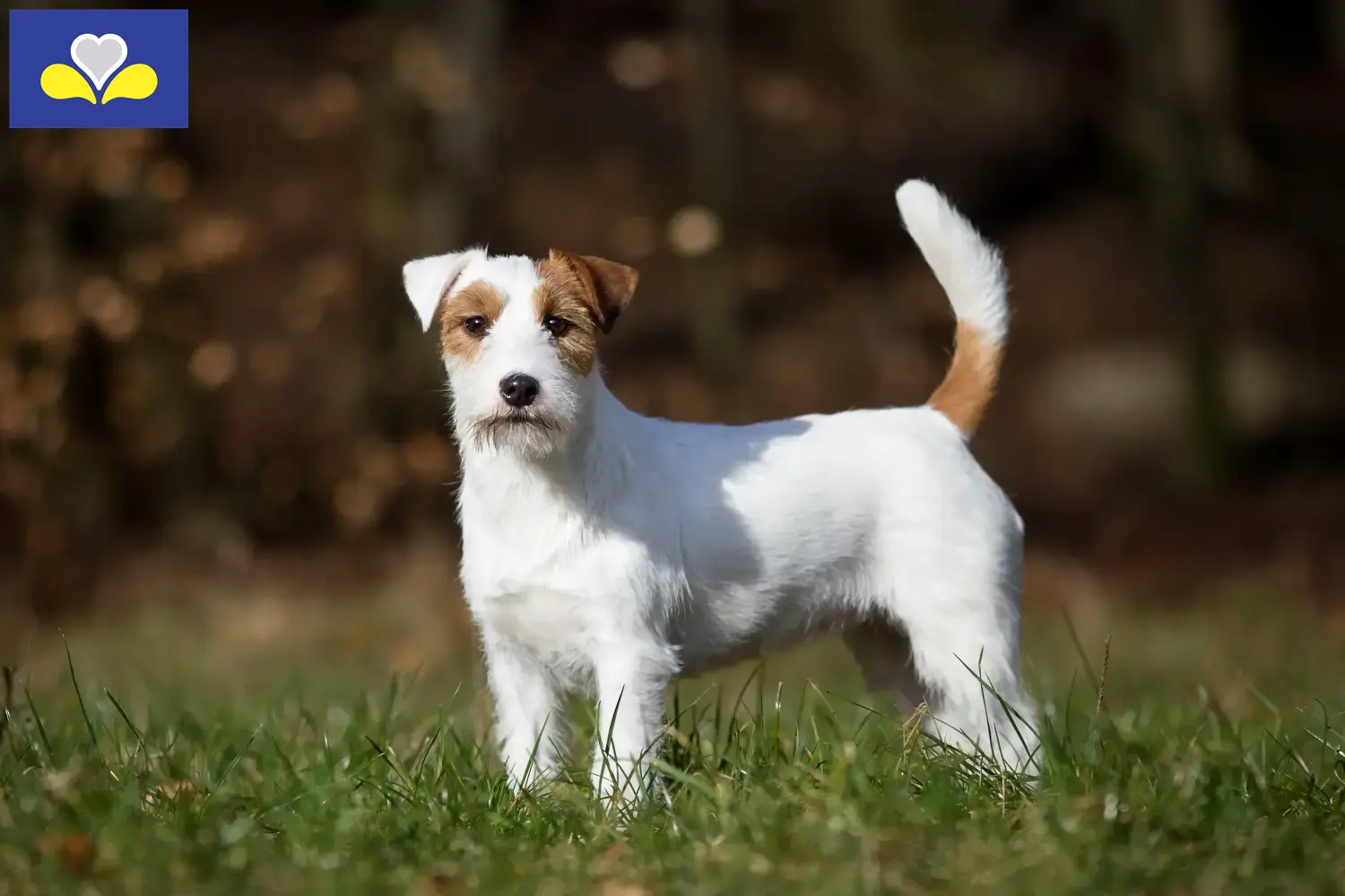 Lees meer over het artikel Jack Russell fokkers en pups in het Brussels Hoofdstedelijk Gewest
