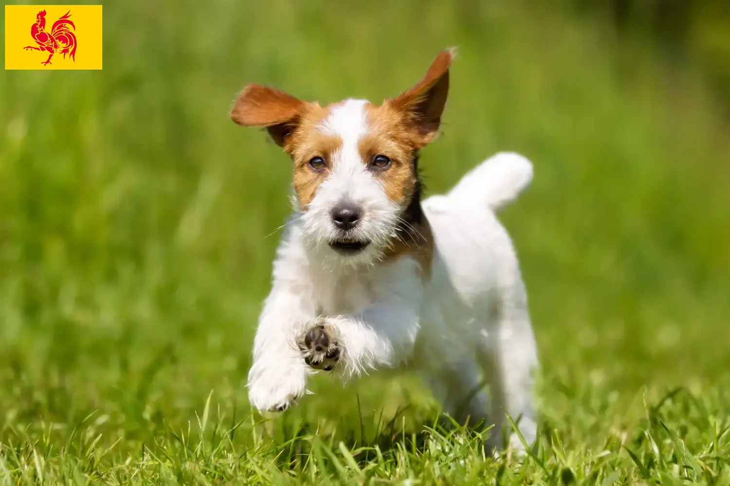 Lees meer over het artikel Jack Russell fokkers en pups in Wallonië