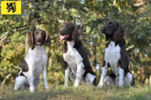 Lees meer over het artikel Kleine Münsterländer fokker en puppies in Vlaanderen