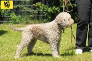 Lees meer over het artikel Lagotto Romagnolo fokkers en pups in Vlaanderen