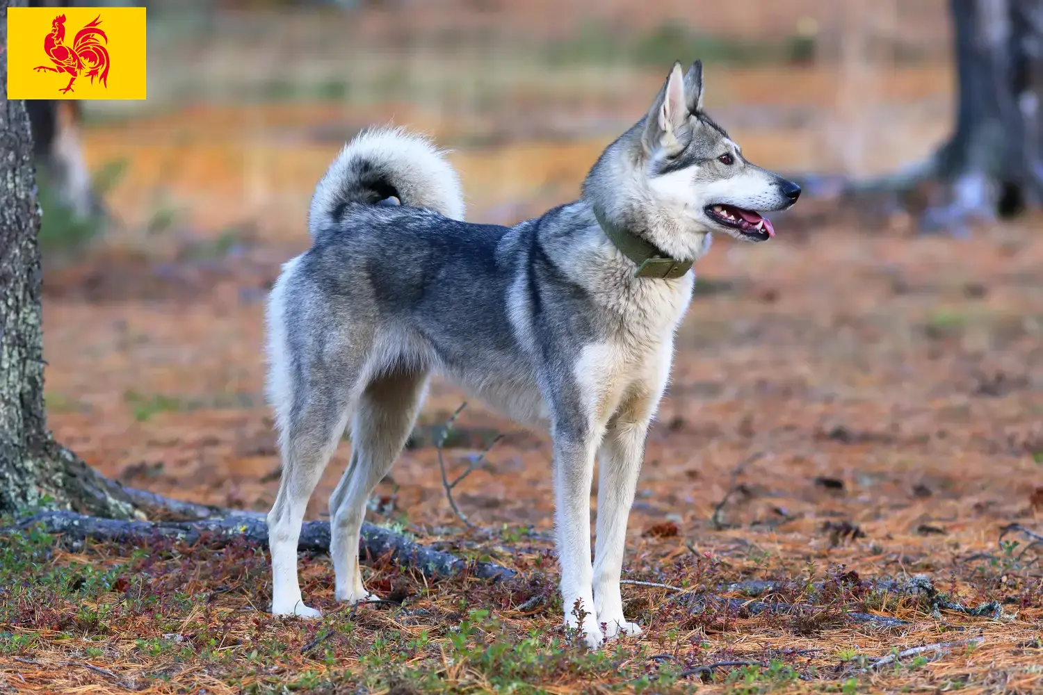 Lees meer over het artikel Laika fokkers en pups in Wallonië