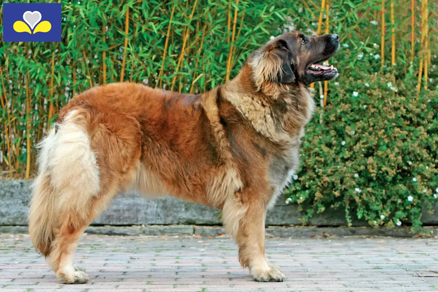 Lees meer over het artikel Leonberger fokkers en pups in het Brussels Hoofdstedelijk Gewest