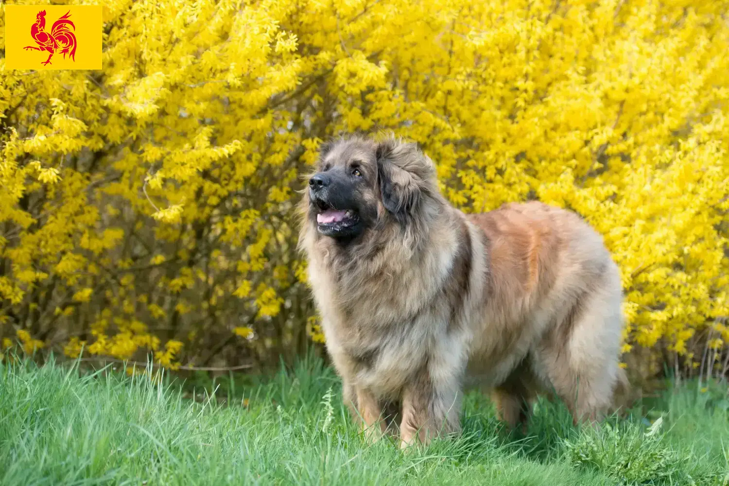 Lees meer over het artikel Leonberger fokkers en pups in Wallonië