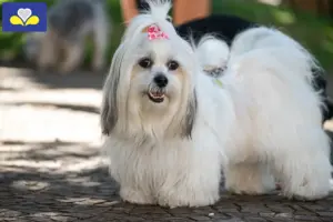 Lees meer over het artikel Lhasa Apso fokkers en pups in het Brussels Hoofdstedelijk Gewest