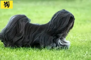 Lees meer over het artikel Lhasa Apso fokkers en pups in Vlaanderen