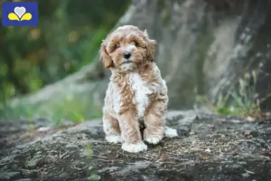 Lees meer over het artikel Maltipoo fokkers en pups in het Brussels Hoofdstedelijk Gewest