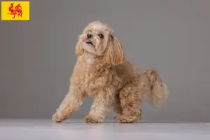 Lees meer over het artikel Maltipoo fokkers en pups in Wallonië