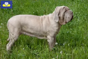 Lees meer over het artikel Mastino Napoletano fokkers en pups in het Brussels Hoofdstedelijk Gewest