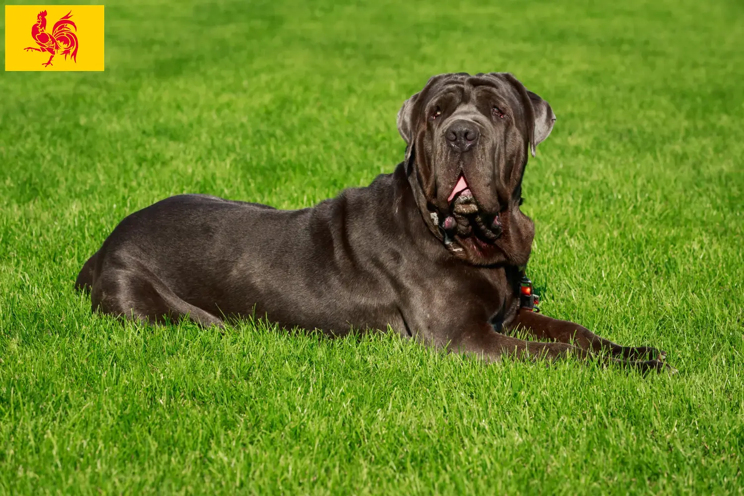 Lees meer over het artikel Mastino Napoletano fokkers en pups in Wallonië