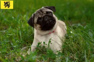 Lees meer over het artikel Mopshonden fokkers en puppies in Vlaanderen