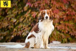 Lees meer over het artikel Nederlandse kooikerhondje fokkers en pups in Vlaanderen