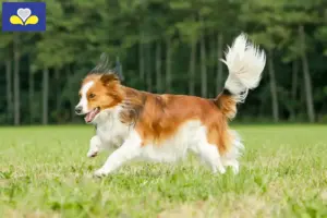 Lees meer over het artikel Nederlandse kooikerhondjes fokkers en pups in het Brussels Hoofdstedelijk Gewest