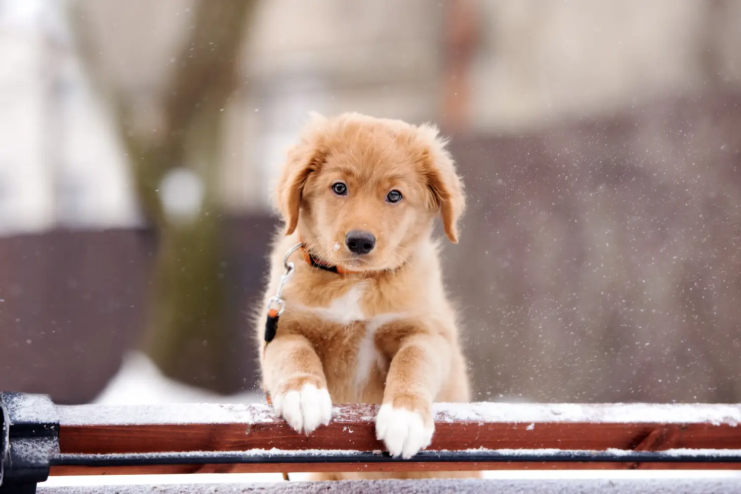 Een Nova Scotia Duck Tolling Retriever puppy kopen betekent verantwoordelijkheid nemen! Nova Scotia Duck Tolling Retriever puppy's kopen.