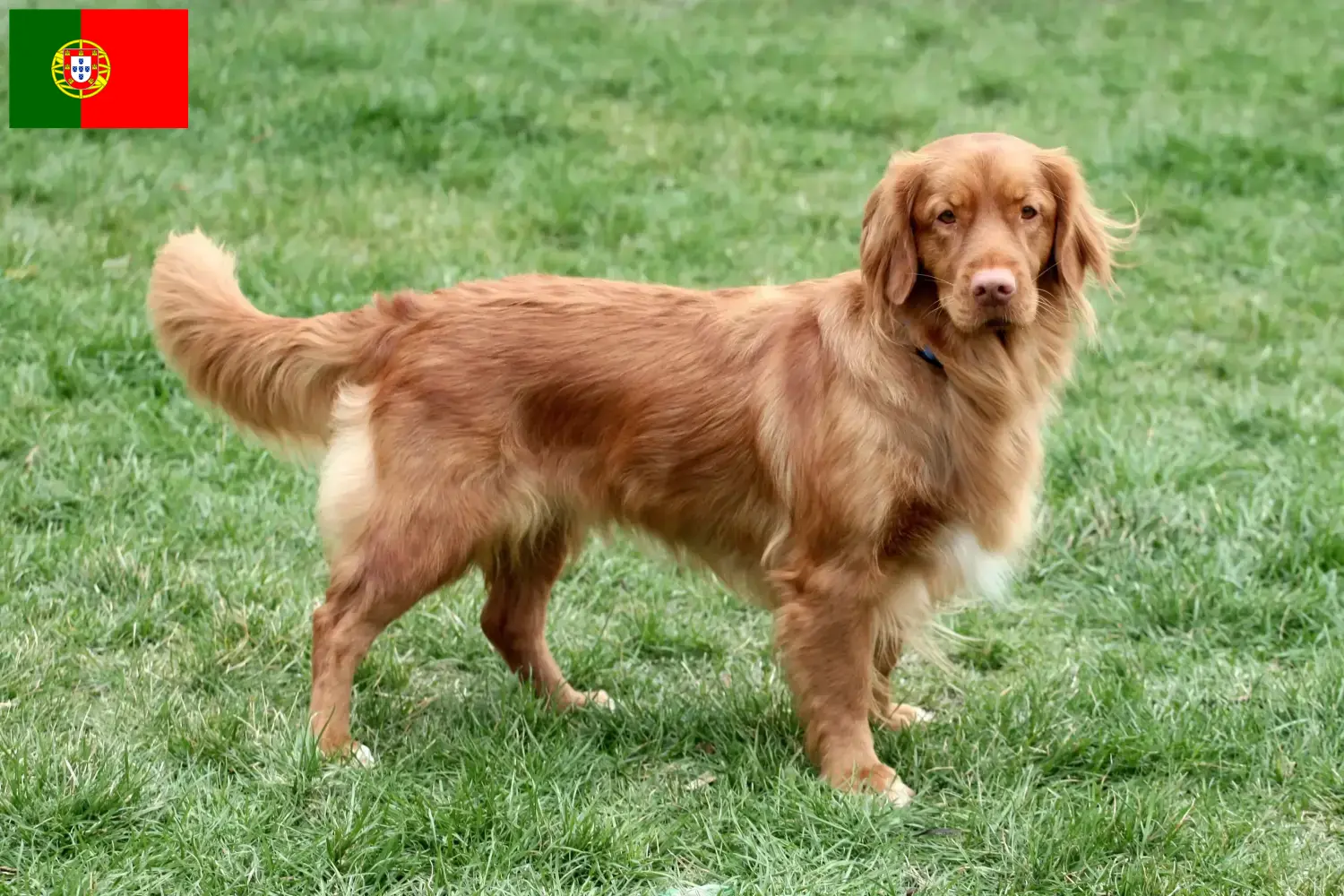Nova Scotia Eendrijvende Retriever puppies en fokkers Portugal Zoek fokkers van Nova Scotia Duck Tolling Retriever in Portugal.